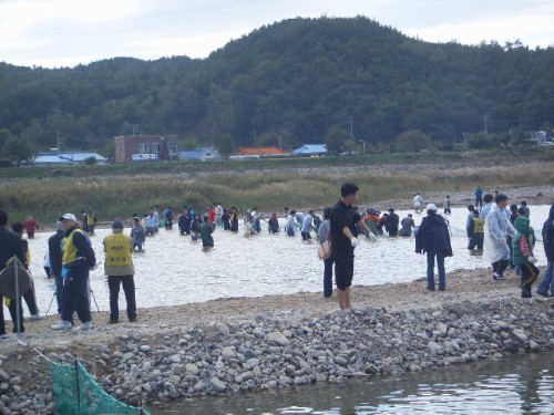 맨손으로 연어를 잡고 있는 사람들. 